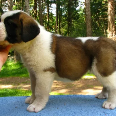 Massive Saint Bernard Pup Ready to Go Home in Hetauda