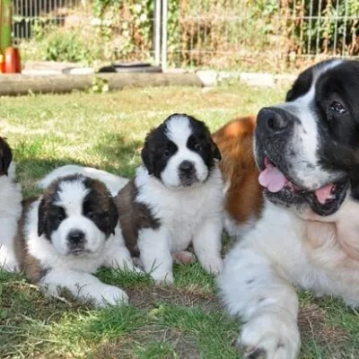 Champion Bloodline Saint Bernard in Khowai