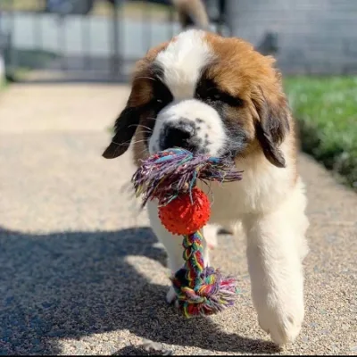 Saint Bernard Pup Up for Loving Home in Ahmedabad