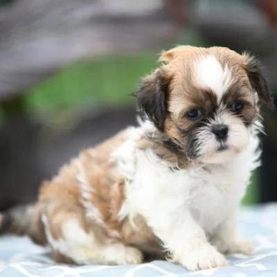 Shih Tzu Puppy for Sale in Kolhapur