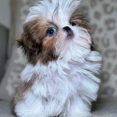 Shih Tzu Puppy for Sale in Latur