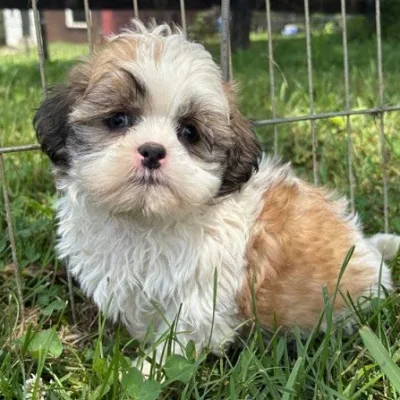 Shih Tzu Puppy for Sale in Malegaon