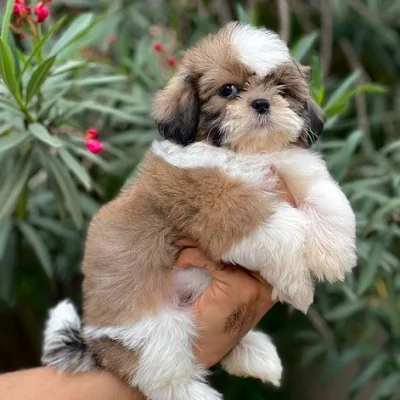 Shih Tzu Puppy for Sale in Mumbai