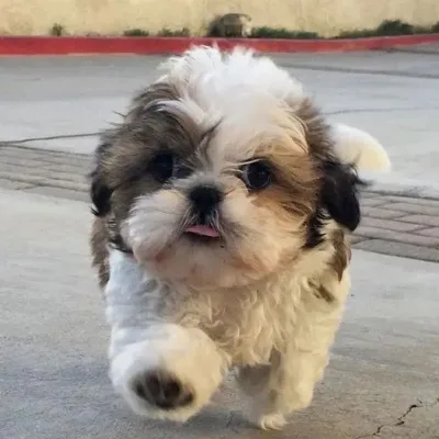 Shih Tzu Puppy for Sale in Nagpur