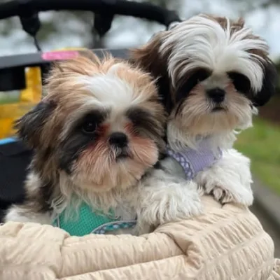 Shih Tzu Puppy for Sale in Jodhpur