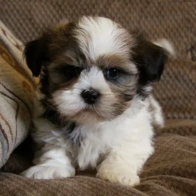 Shih Tzu Puppy for Sale in Kota
