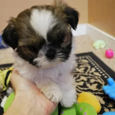 Shih Tzu Puppy for Sale in Adilabad