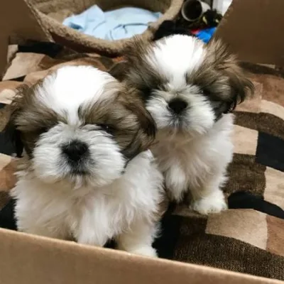 Shih Tzu Puppy for Sale in Hyderabad