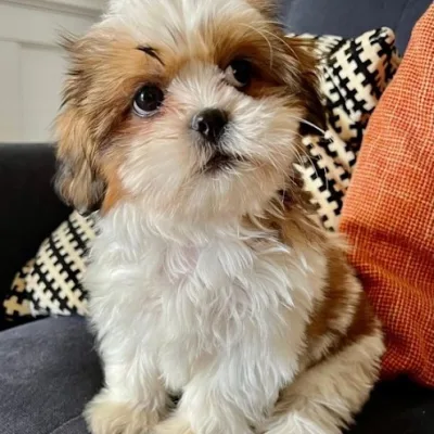 Shih Tzu Puppy for Sale in Kamareddy