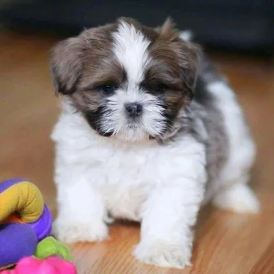 Shih Tzu Puppy for Sale in Karimnagar