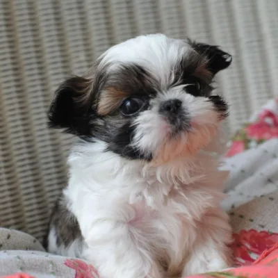 Shih Tzu Puppy for Sale in Khammam