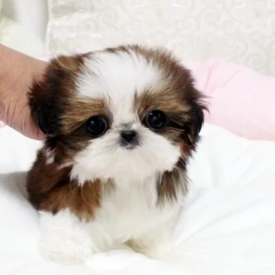 Shih Tzu Puppy for Sale in Mahbubnagar