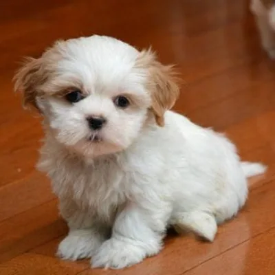 Shih Tzu Puppy for Sale in Mancherial