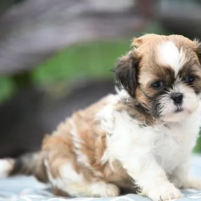 Shih Tzu Puppy for Sale in Miryalaguda