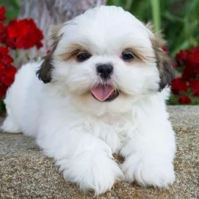 Shih Tzu Puppy for Sale in Ramagundam