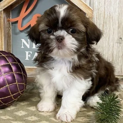 Shih Tzu Puppy for Sale in Ahmednagar