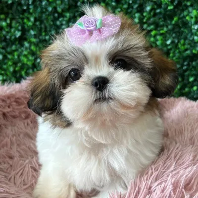 Shih Tzu Puppy for Sale in Coimbatore