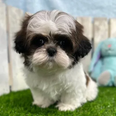 Shih Tzu Puppy for Sale in Amravati