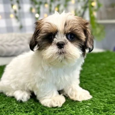 Shih Tzu Puppy for Sale in Aurangabad
