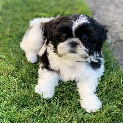 Shih Tzu Puppy for Sale in Chandrapur