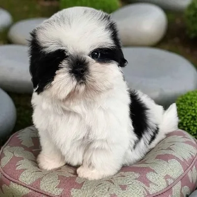Shih Tzu Puppy for Sale in Dhule