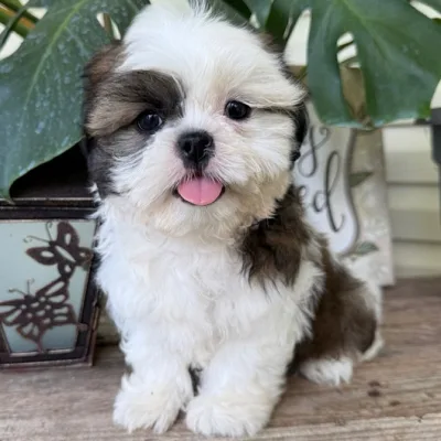 Shih Tzu Puppy for Sale in Jalgaon