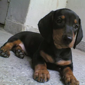 Dachshund Female Puppy Mumbai