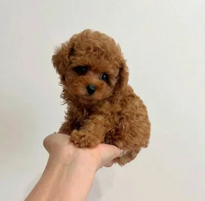 Premium Maltipoo for Sale in Amritsar