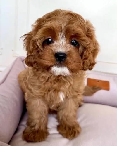 Cute Maltipoo Puppy for Sale - Baramulla