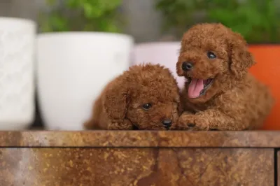 Top Quality Maltipoo Puppy in Asansol