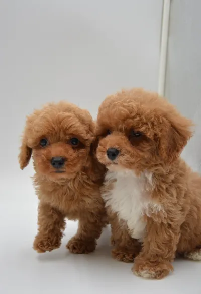 Premium Maltipoo for Sale in Thane