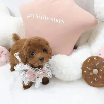 Apricot Maltipoo Puppy in Hnahthial