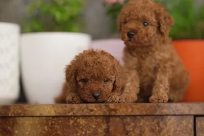 Top Quality Maltipoo Puppy in Thiruvananthapuram