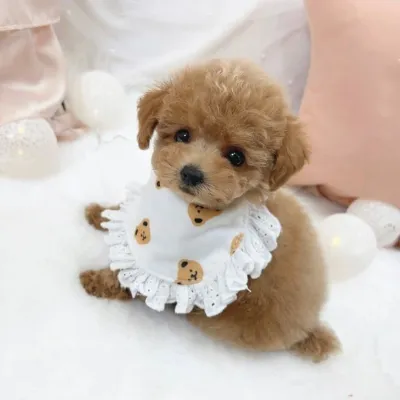 Purebred Maltipoo Puppy in Khowai