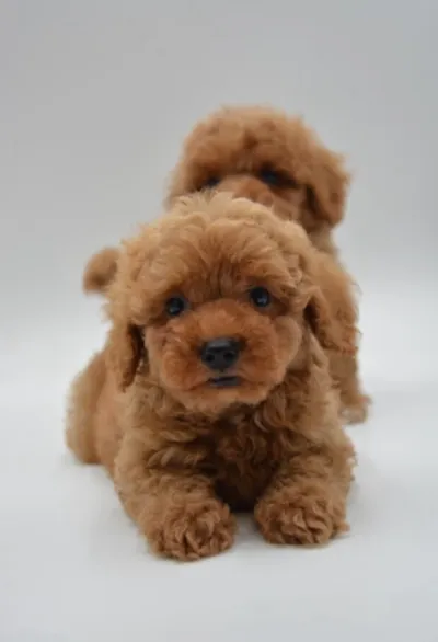 Healthy Maltipoo Puppy Available in Mohali