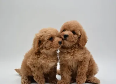 Maltipoo Puppy for Sale in Chandigarh