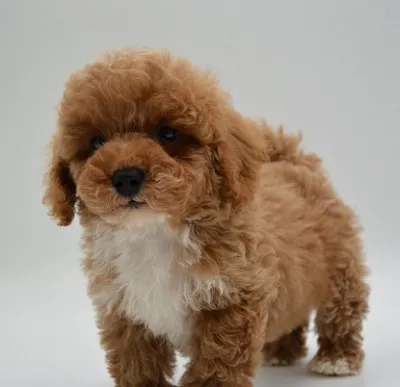 Premium Maltipoo for Sale in Nagaon