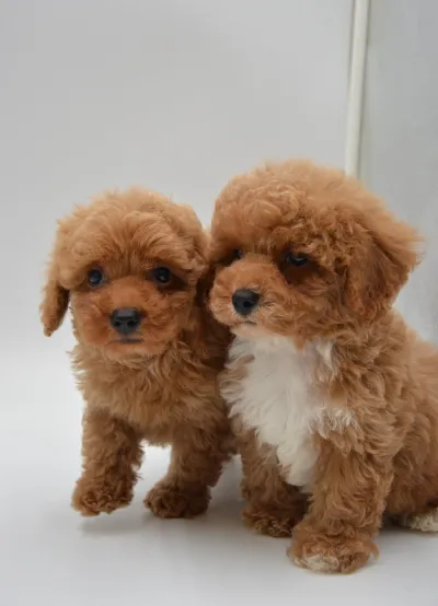Purebred Maltipoo Puppy in Kolkata