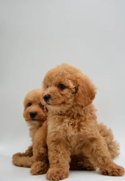 Beautiful Apricot Mini Maltipoo in Vadodara