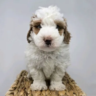 Mini Maltipoo Female Puppy - Bhopal