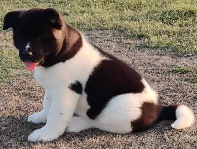 Premium Akita Inu for Sale in Amritsar