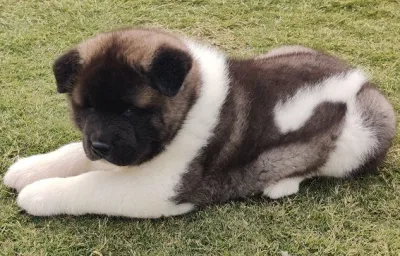 Japanese Akita Puppy with KCI Papers in Coimbatore