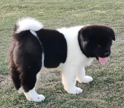 Akita Puppy for Sale in Chandigarh