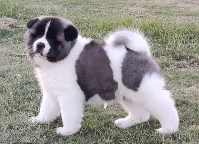 Powerful Akita Puppy for Sale - Baramulla
