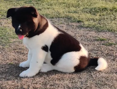 Premium Akita Inu for Sale in Thane
