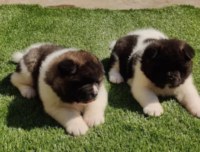Purebred Akita Puppy in Kolkata