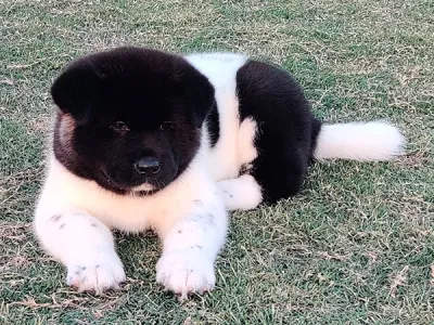 Healthy Akita Inu Puppy Available in Kochi
