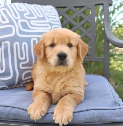 English Golden Retriever Puppy with KCI Papers in Vasco da Gama