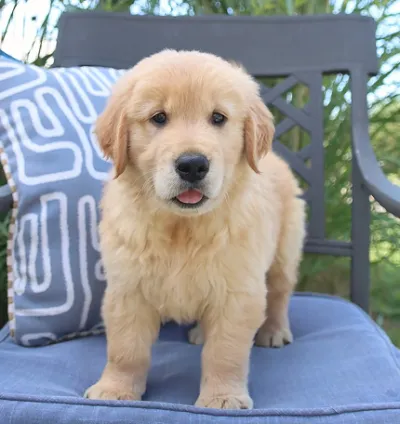 Top Quality American Golden Retriever Puppy in Ahmedabad