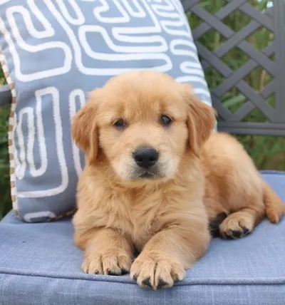 Vaccinated Golden Retriever Puppy in Aurangabad